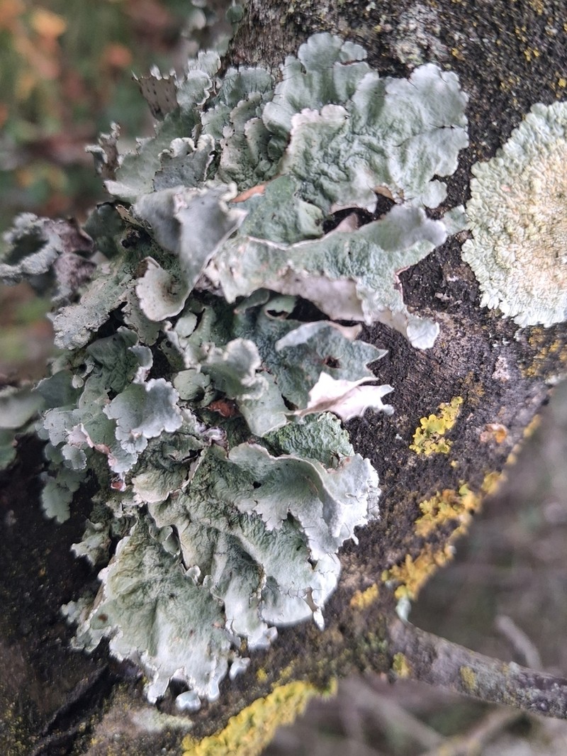 Parmotrema Lichen photo 6