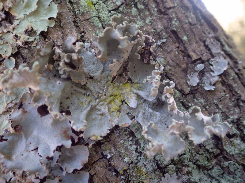 Parmotrema Lichen photo 7