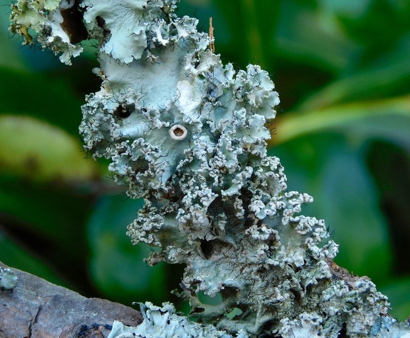 Parmotrema Lichen