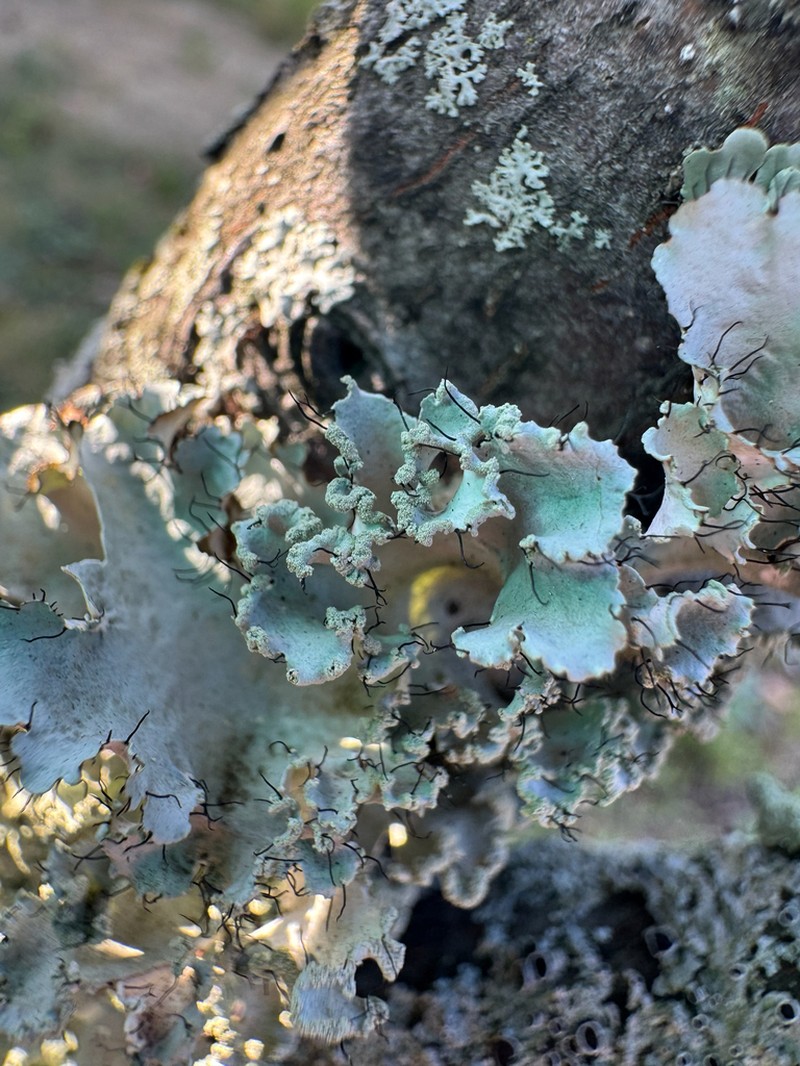 Parmotrema Lichen photo 2