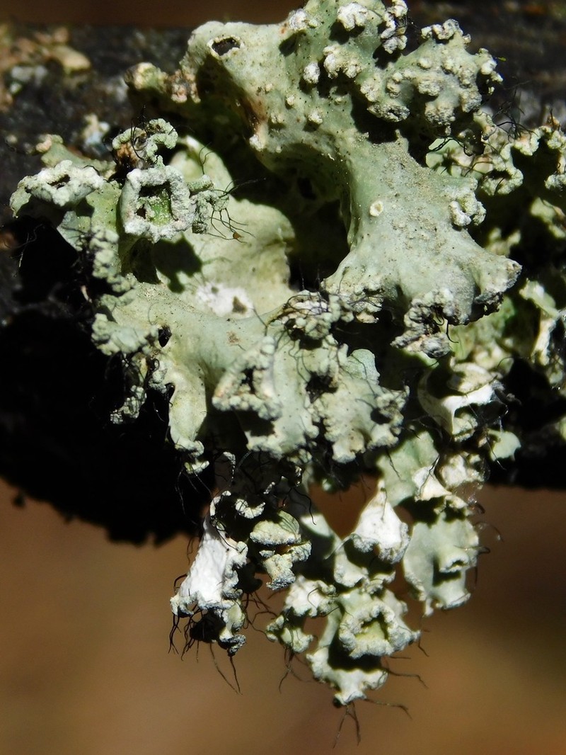 Parmotrema Lichen photo 3