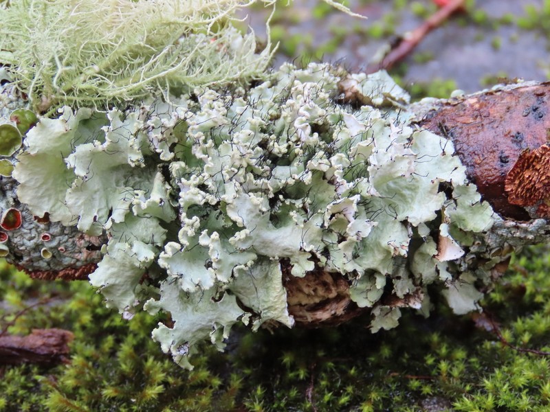 Parmotrema Lichen photo 4