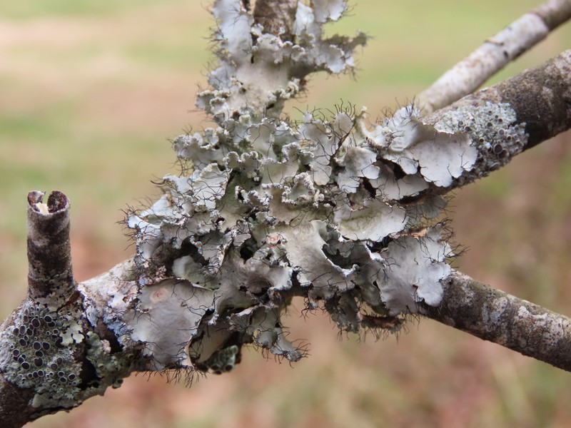 Parmotrema Lichen photo 5