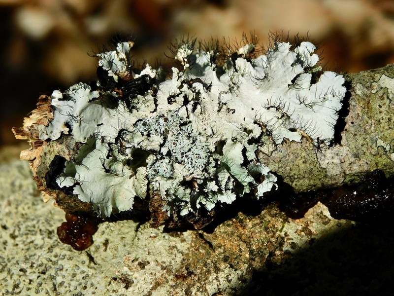 Parmotrema Lichen photo 6