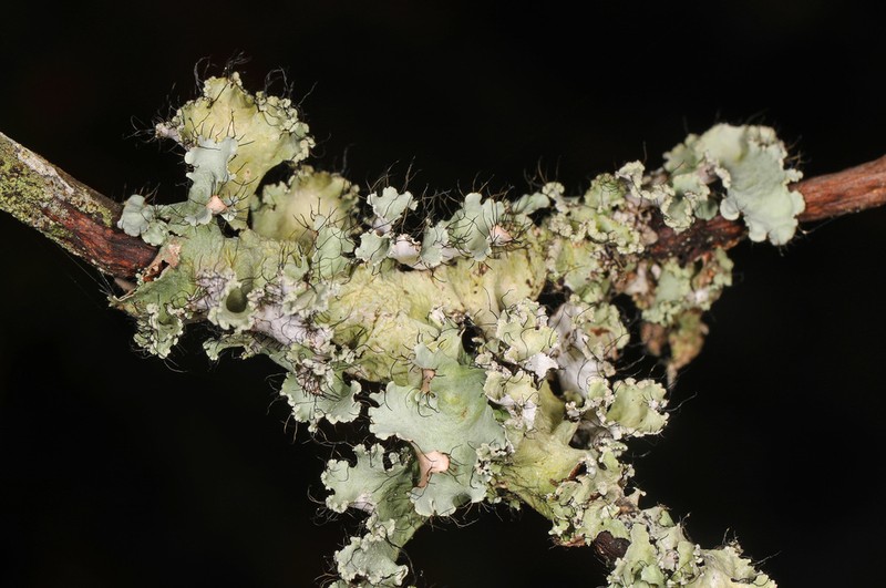 Parmotrema Lichen photo 7
