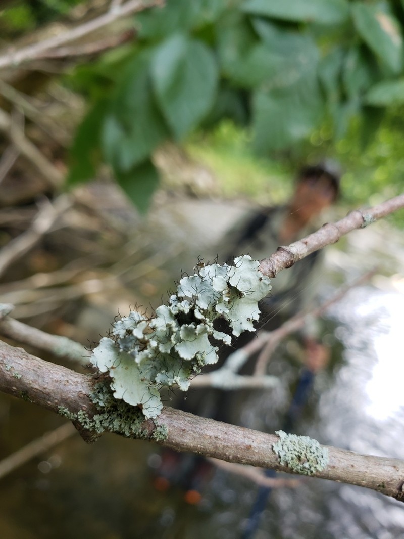 Parmotrema Lichen photo 8