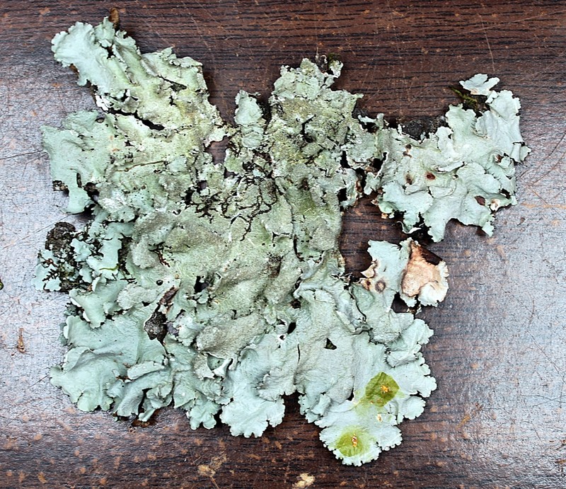 Parmotrema Lichen photo 2