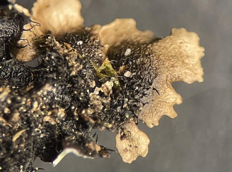 Parmotrema Lichen photo 3
