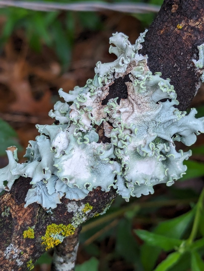Louisiana Parmotrema Lichen