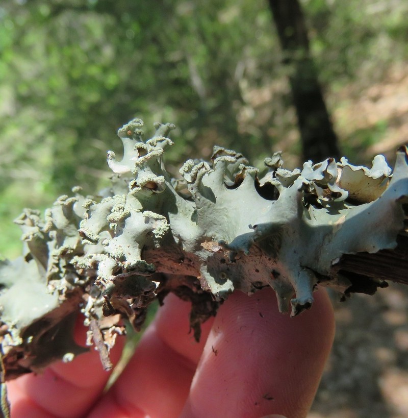 Louisiana Parmotrema Lichen photo 2