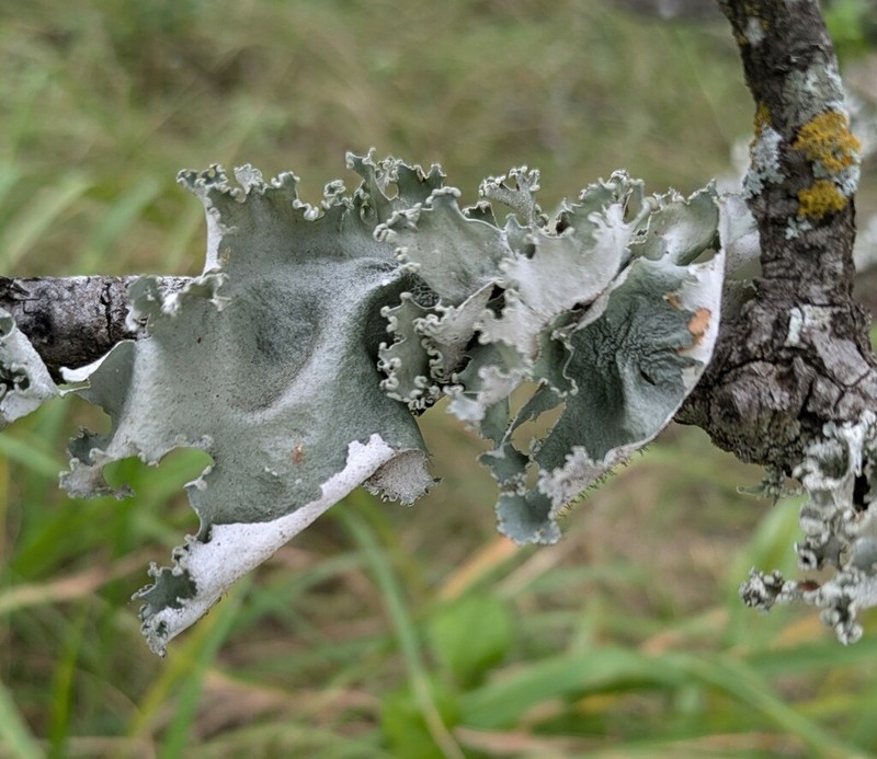 Louisiana Parmotrema Lichen photo 3