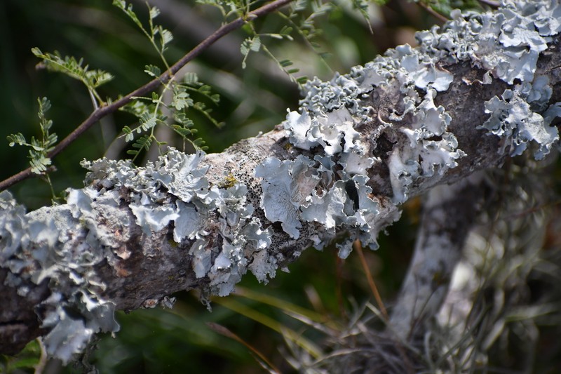 Louisiana Parmotrema Lichen photo 4