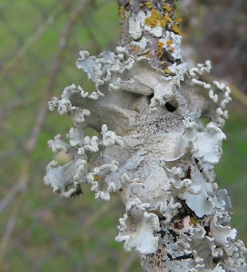 Louisiana Parmotrema Lichen photo 5
