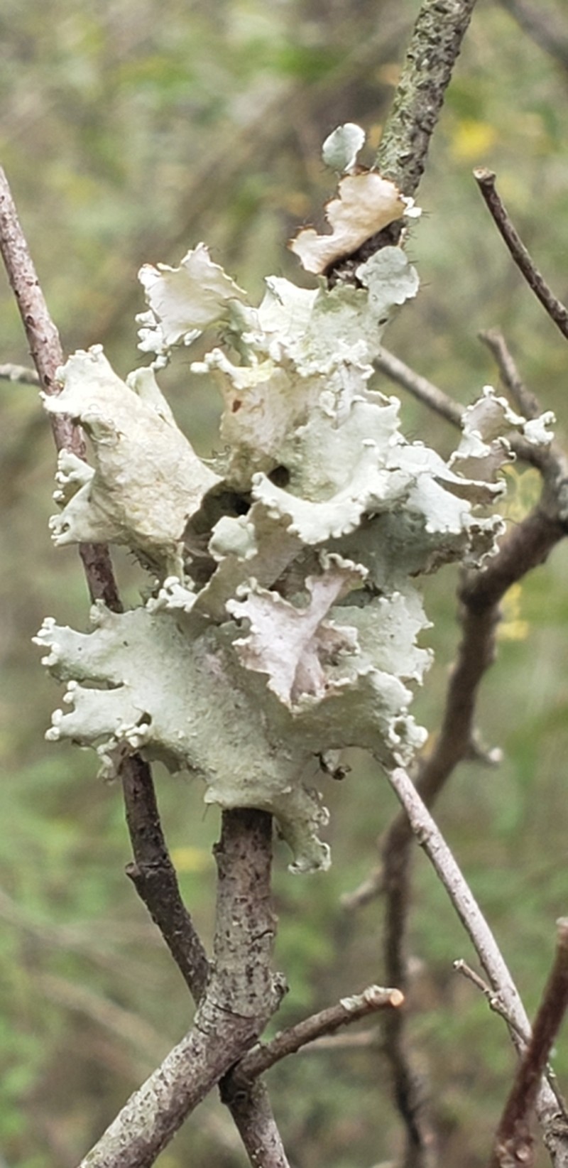 Louisiana Parmotrema Lichen photo 6