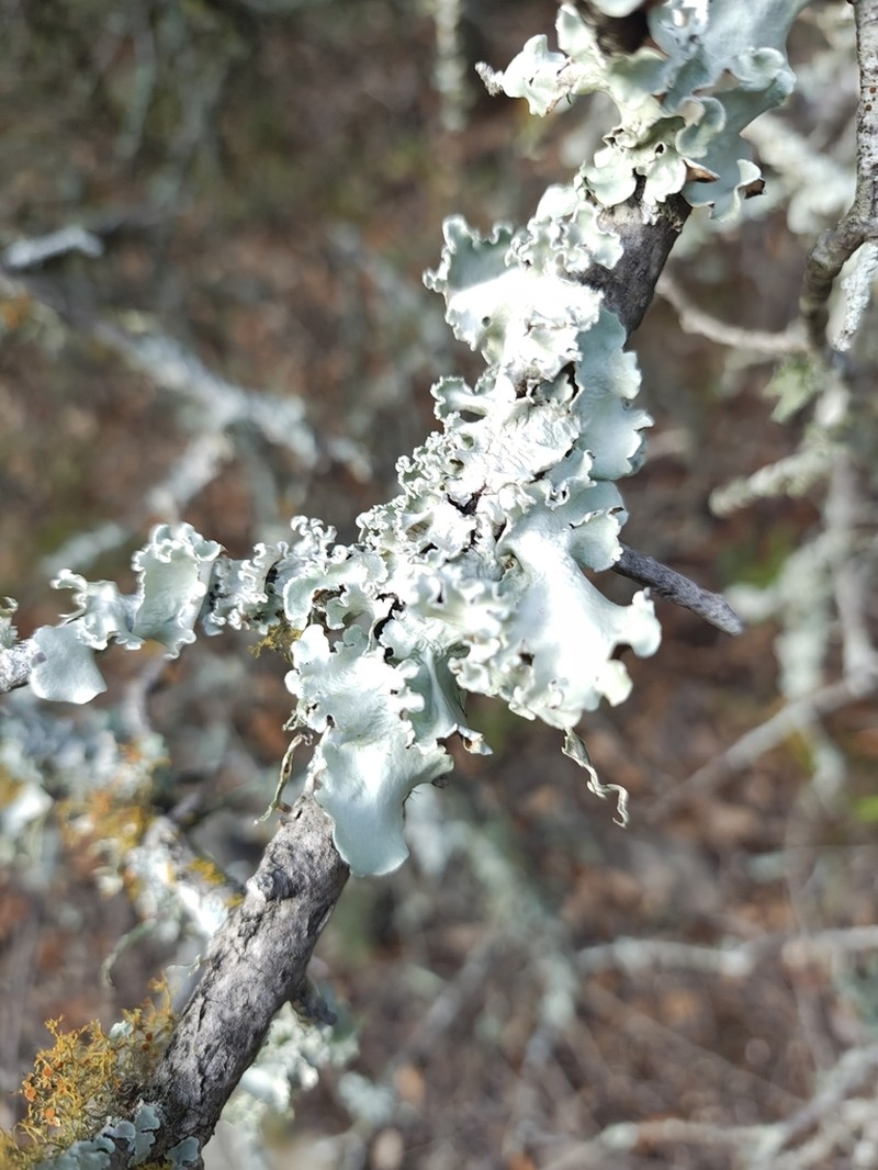 Louisiana Parmotrema Lichen photo 7