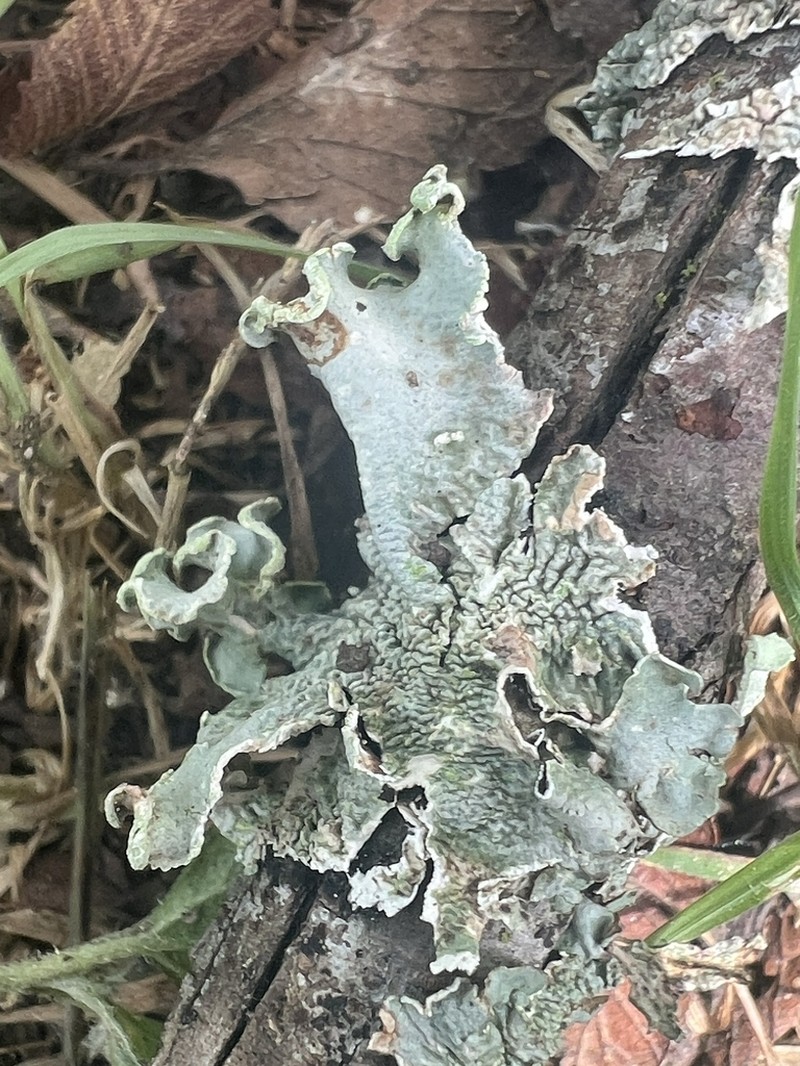 Louisiana Parmotrema Lichen photo 8