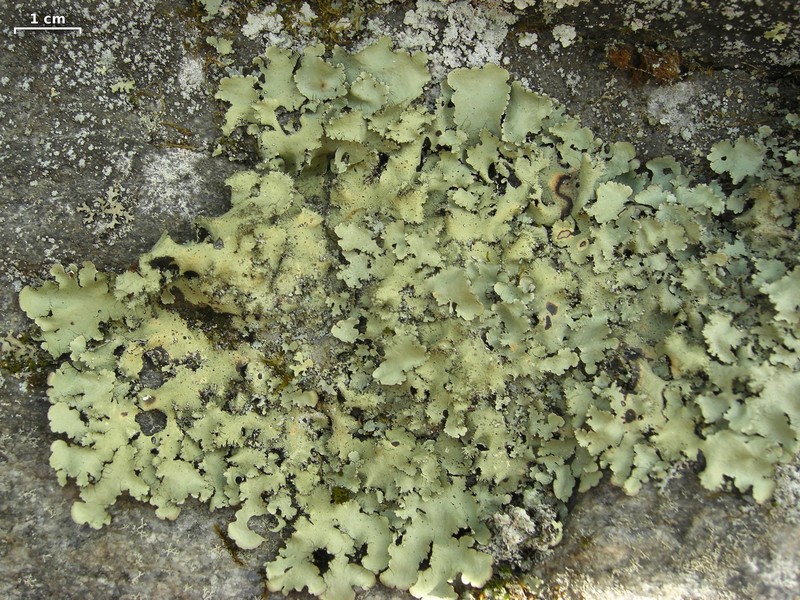 Madagascar Parmotrema Lichen