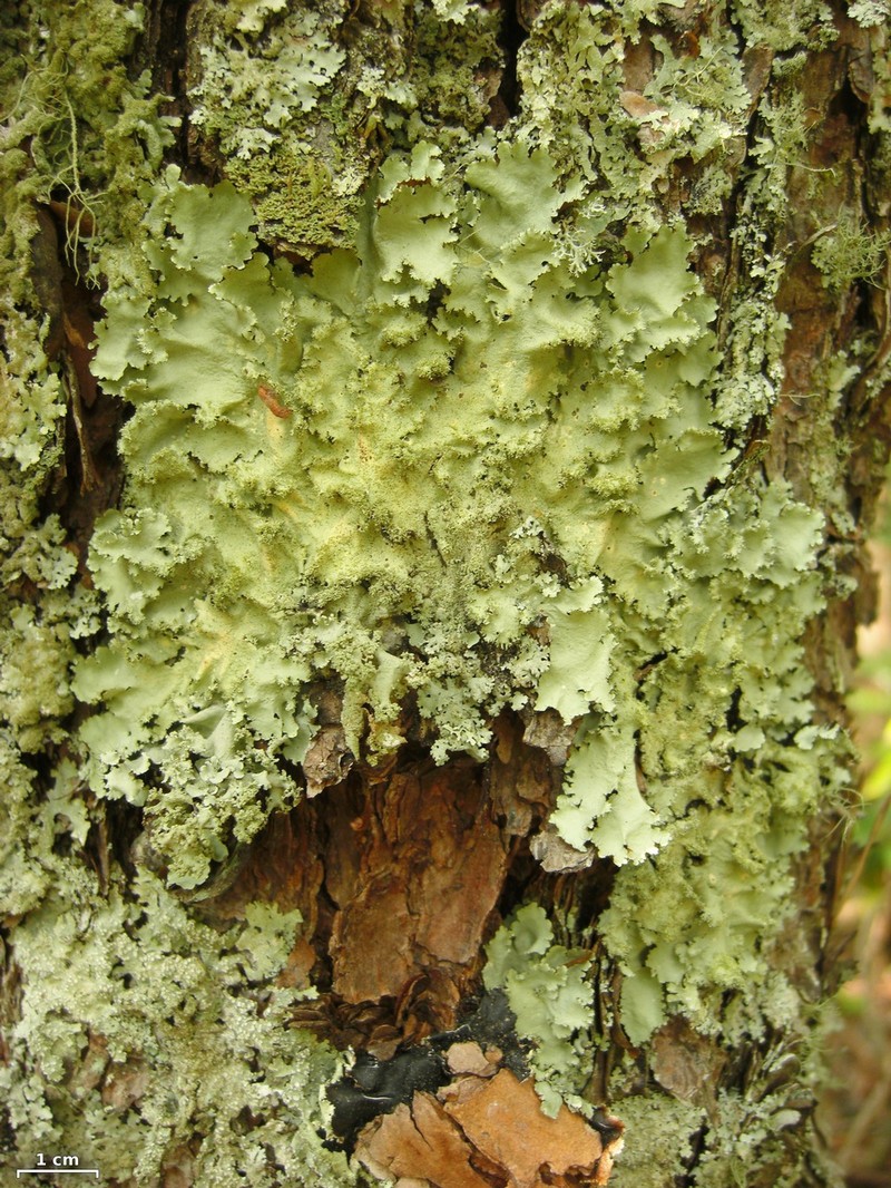 Madagascar Parmotrema Lichen photo 2