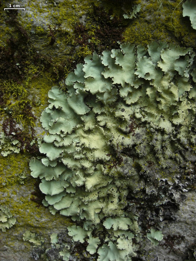 Madagascar Parmotrema Lichen photo 3