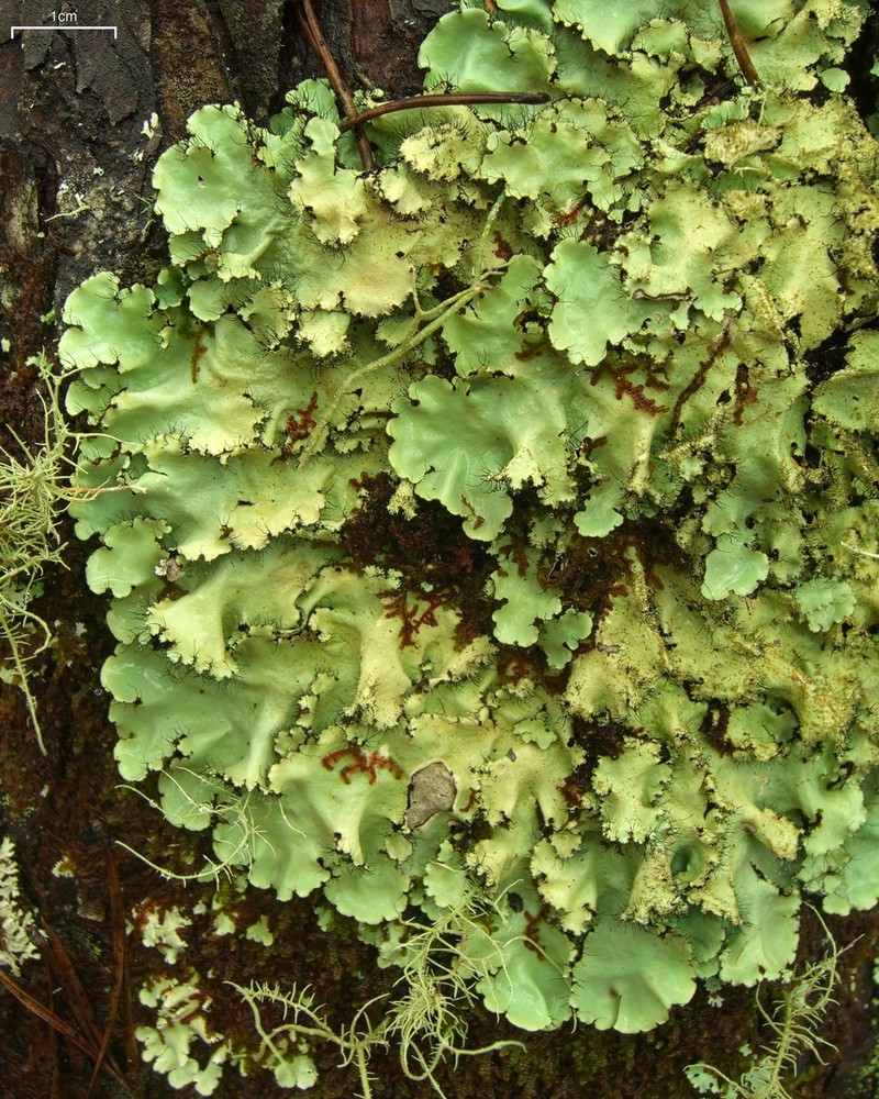 Madagascar Parmotrema Lichen photo 4