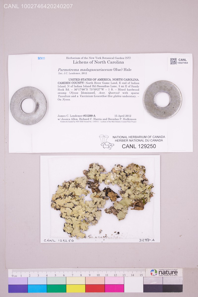 Madagascar Parmotrema Lichen photo 5