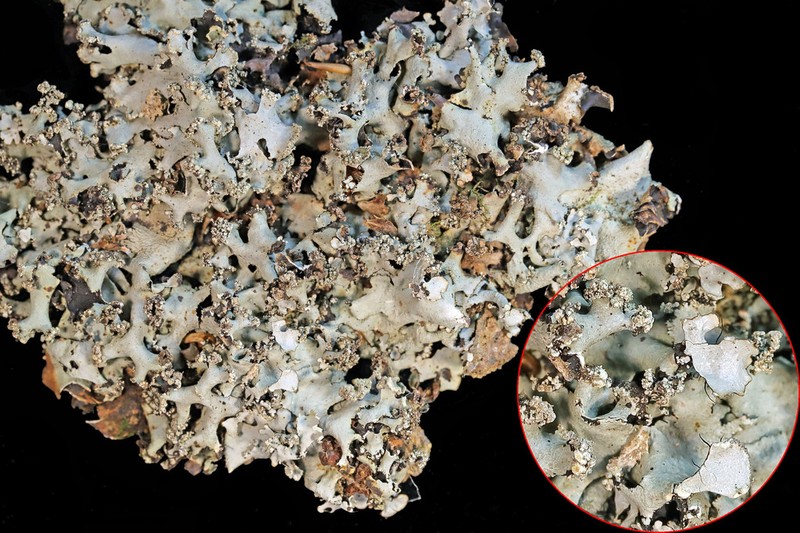 Margarite Parmotrema Lichen