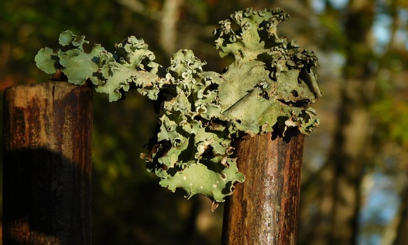 Margarite Parmotrema Lichen photo 2