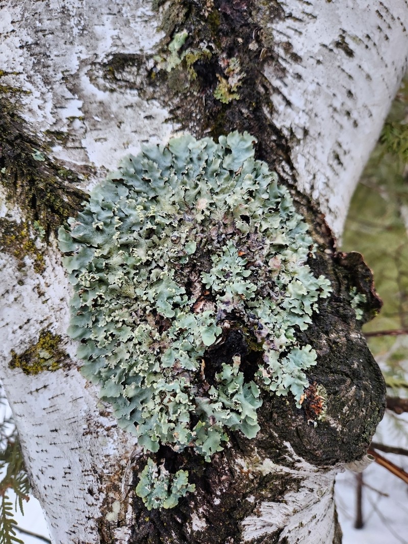 Margarite Parmotrema Lichen photo 3
