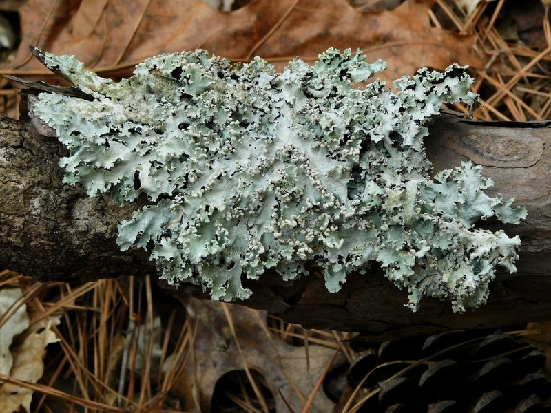 Margarite Parmotrema Lichen photo 4