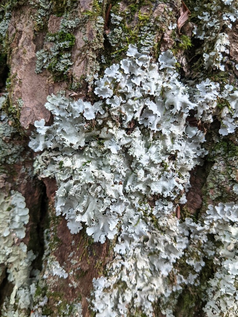 Margarite Parmotrema Lichen photo 5