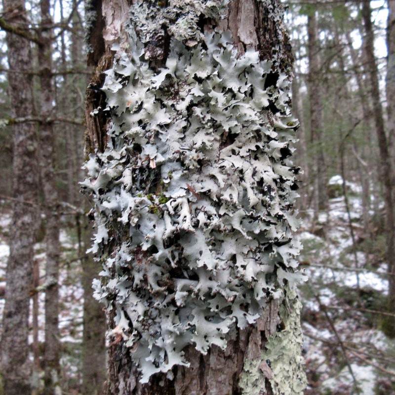 Margarite Parmotrema Lichen photo 6