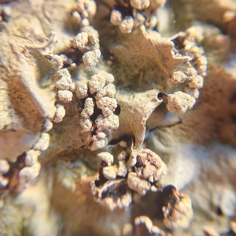 Margarite Parmotrema Lichen photo 7