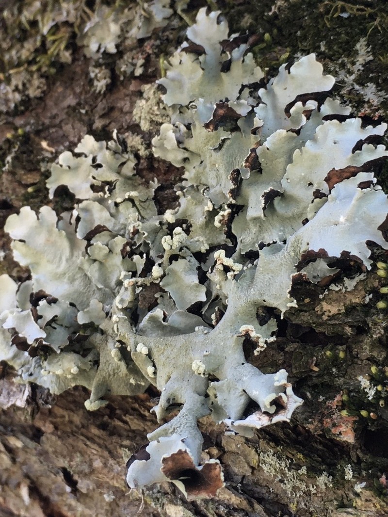 Margarite Parmotrema Lichen photo 8