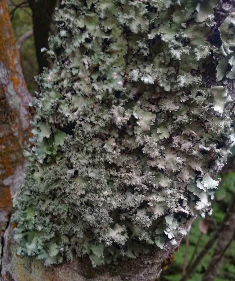 Melliss' Parmotrema Lichen photo 2