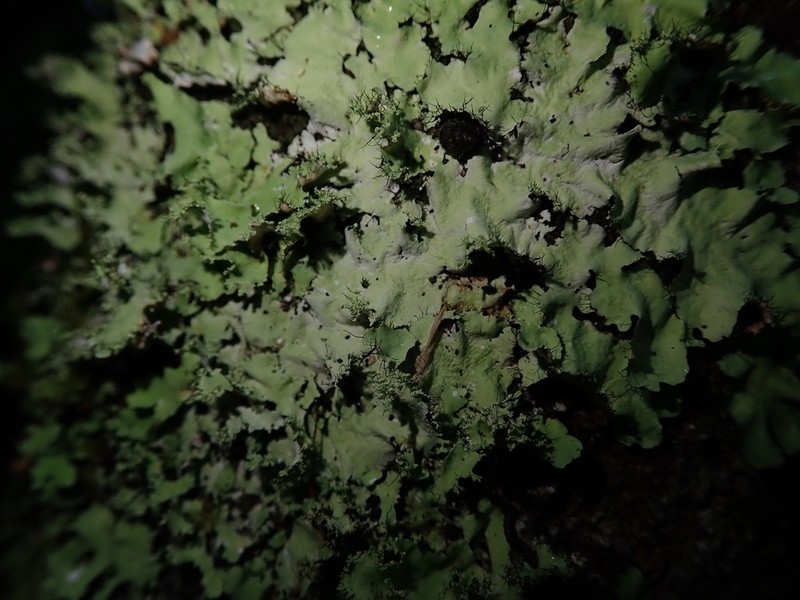 Melliss' Parmotrema Lichen photo 3