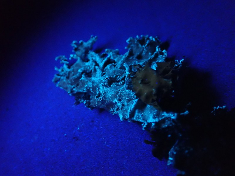 Melliss' Parmotrema Lichen photo 4