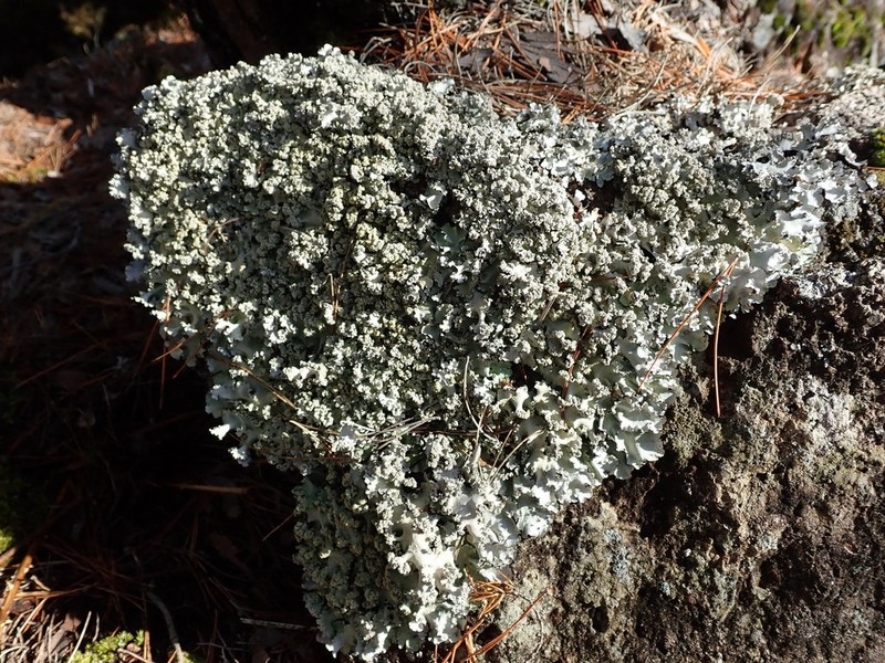Melliss' Parmotrema Lichen photo 5