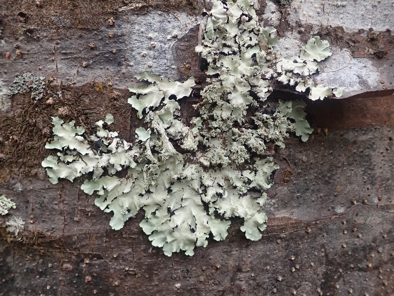 Melliss' Parmotrema Lichen photo 6
