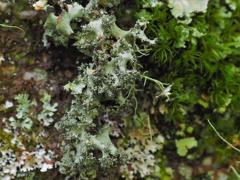 Melliss' Parmotrema Lichen photo 7