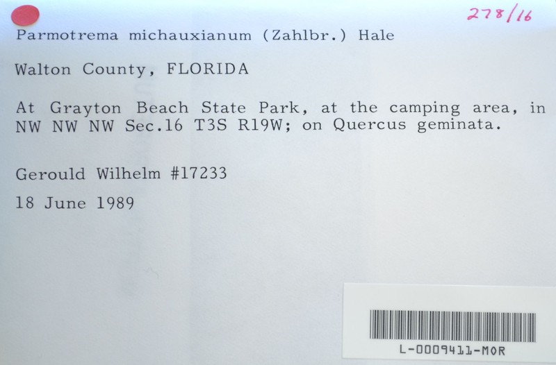 Michaux's Parmotrema Lichen photo 3