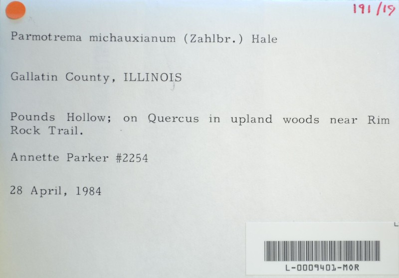 Michaux's Parmotrema Lichen photo 6