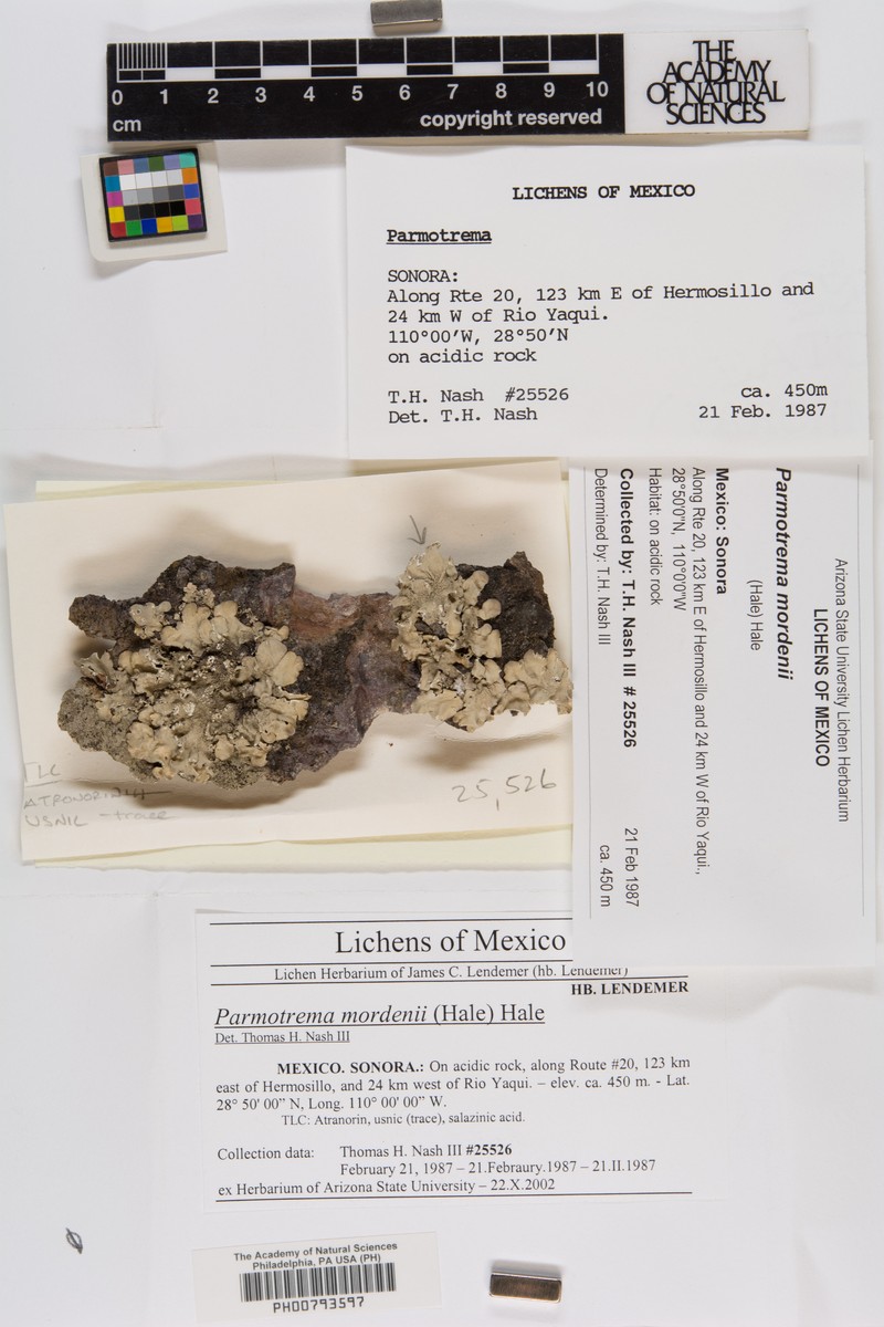 Morden's Parmotrema Lichen
