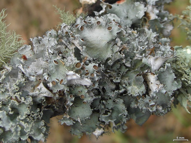 Perforated Parmotrema Lichen