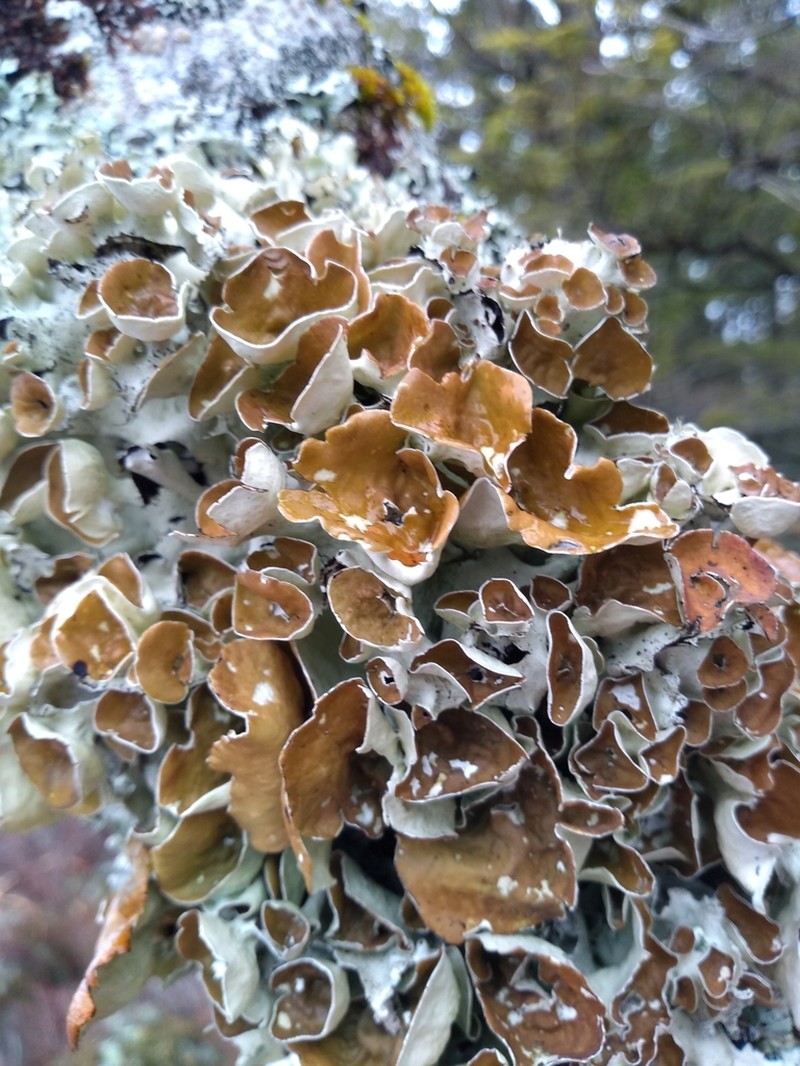 Perforated Parmotrema Lichen photo 2