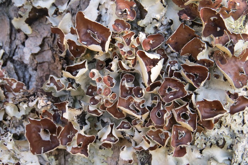 Perforated Parmotrema Lichen photo 3