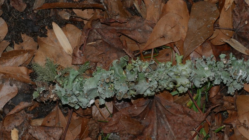 Perforated Parmotrema Lichen photo 4