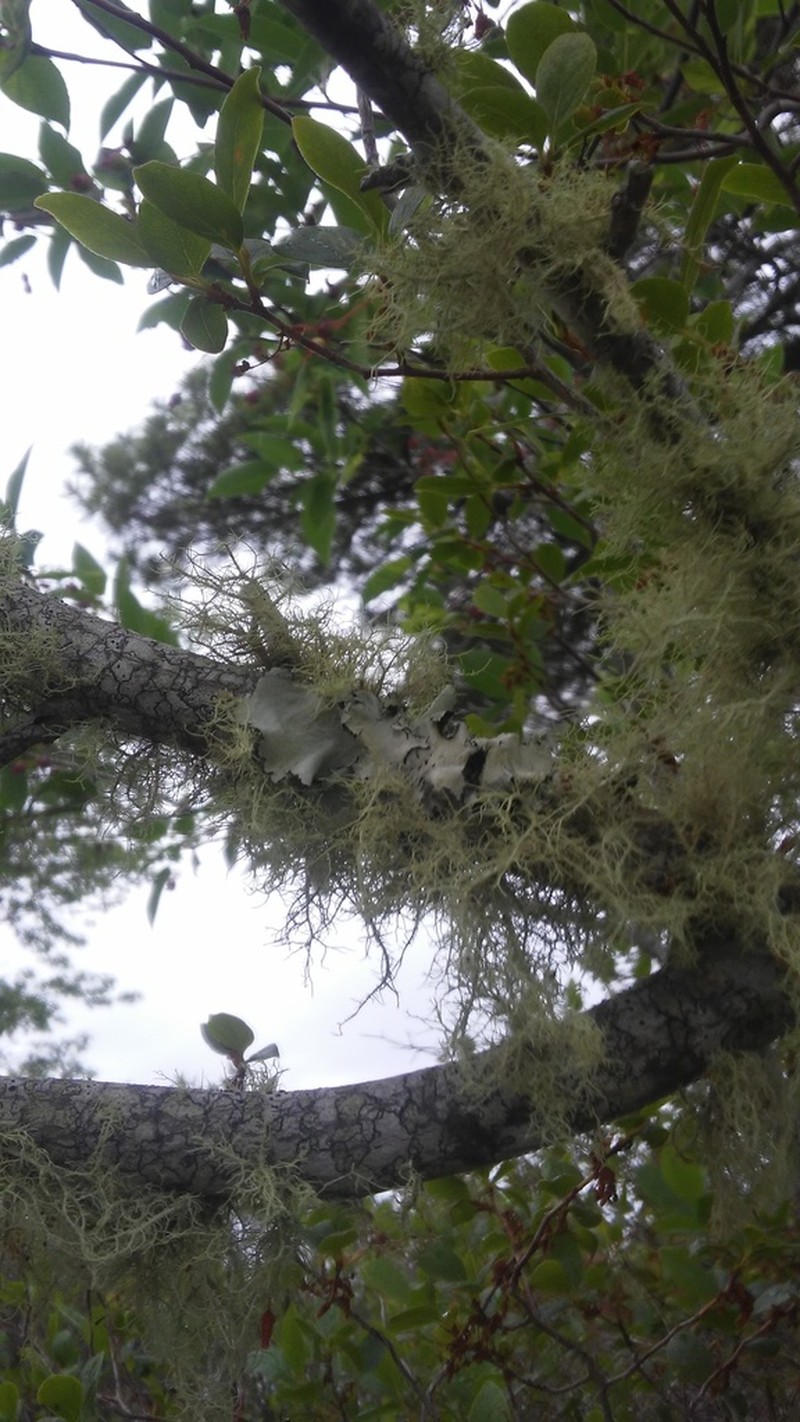 Perforated Parmotrema Lichen photo 5