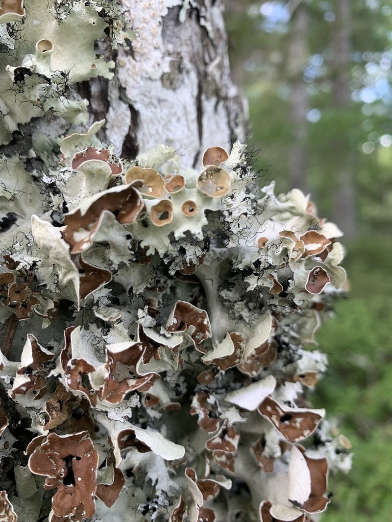 Perforated Parmotrema Lichen photo 6