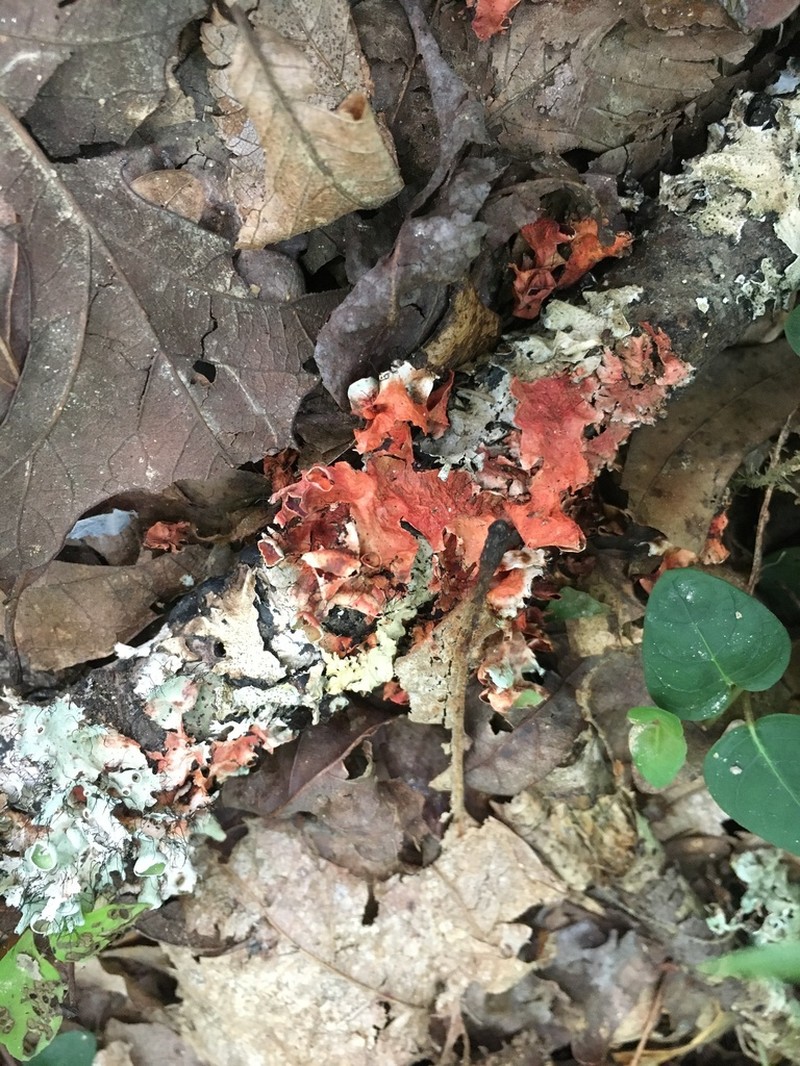 Perforated Parmotrema Lichen photo 7