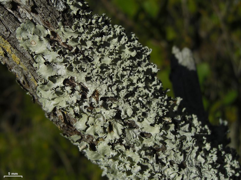 Parmotrema Lichen